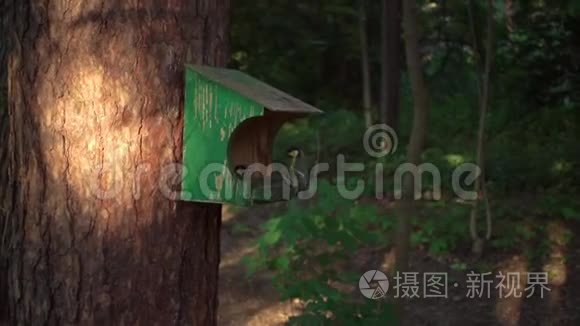 慢鸟飞到树林里的喂食处，傍晚的灯光，一个美丽的慢动作镜头