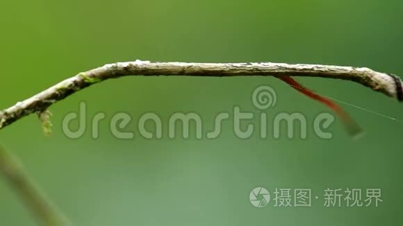 热带雨林中的水蛭视频