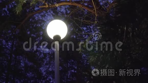 夜间路灯冬季天气降雪为背景视频