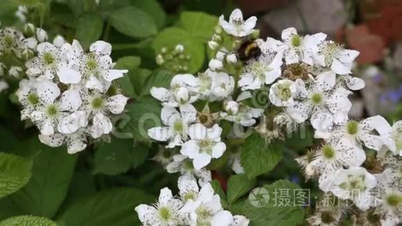 大黄蜂在黑莓的花朵上采集花蜜视频