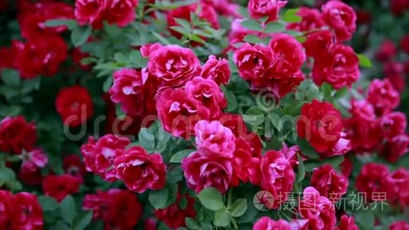 大自然中美丽的新鲜玫瑰.. 天然背景，花园灌木丛上大花序的玫瑰