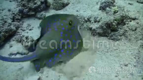 蓝斑黄貂鱼在珊瑚礁上游泳视频
