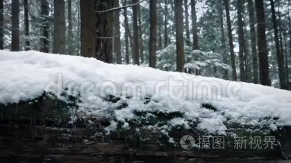 森林中覆盖着白雪的原木