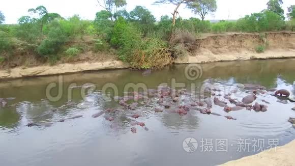 非洲马拉河中的河马群视频