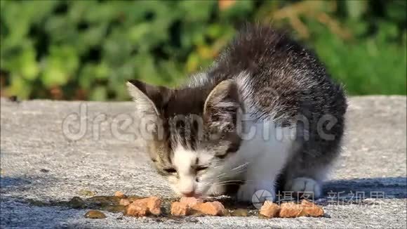 很饿的小猫在外面吃猫粮