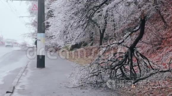 道路边缘被冻倒的灌木丛视频