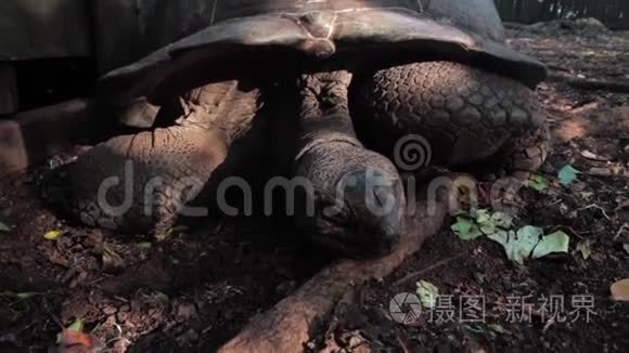 一只可爱的乌龟看着摄像机视频