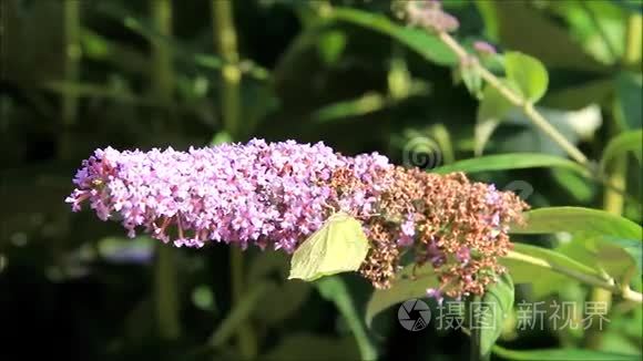 紫色紫丁香花上的蝴蝶花视频