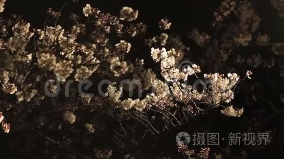 雪瑞在东京的春田开花视频