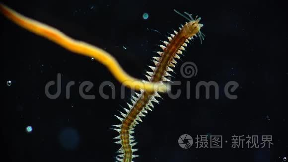 00:424k多毛虫蚕吃绿叶躺在地上- 00:171080p