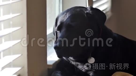 黑色拉布拉多犬在窗口打瞌睡视频