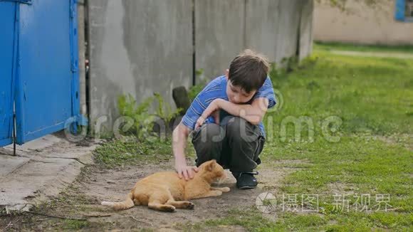 少年抚摸红猫在户外播放视频视频
