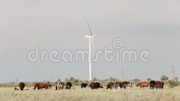 牛在风电场附近放牧视频