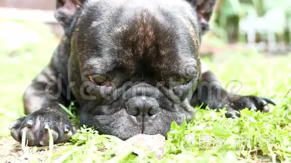 法国斗牛犬睡着了视频