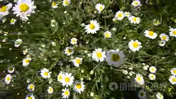 雏菊花在草地上视频