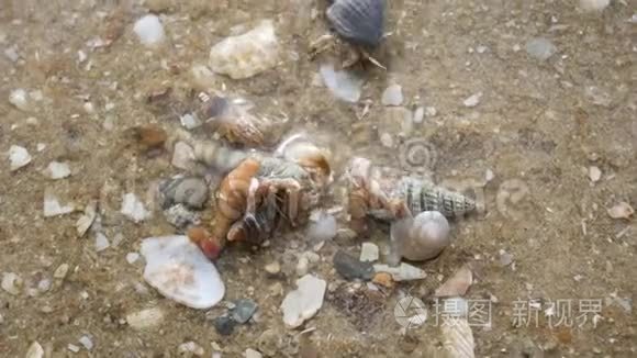 在海滩上隐藏螃蟹视频