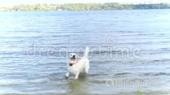 拉布拉多猎犬在河里