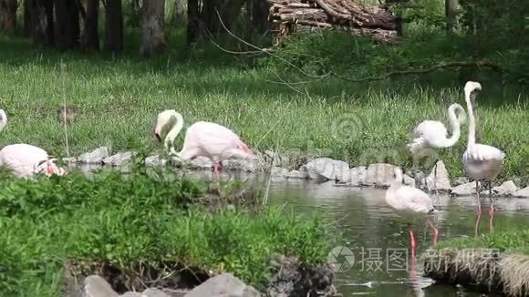 火烈鸟视频