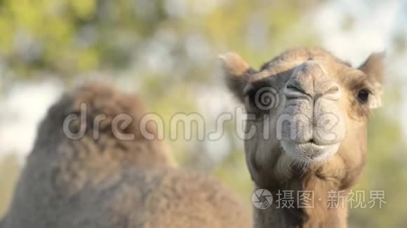 在大自然中骆驼出没视频