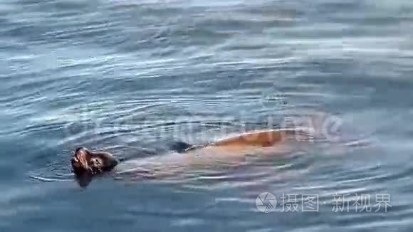 海豹在温柔的波浪中懒洋洋地游泳
