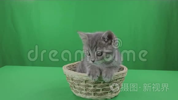 美丽的小猫苏格兰折叠篮子绿色屏幕股票视频