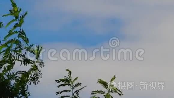 背景天空上的热带植物视频