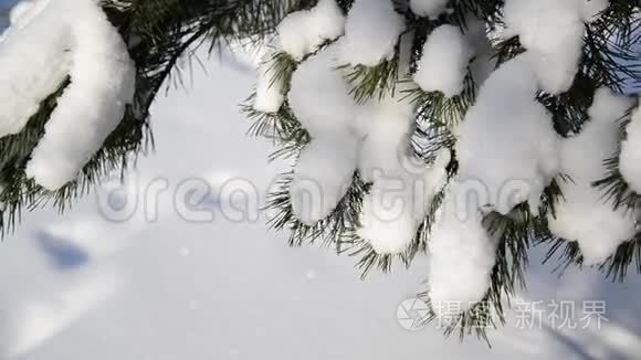 雪是用云杉枝在森林中点缀的视频