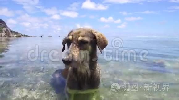 塞舌尔海上或印度洋水域的狗视频