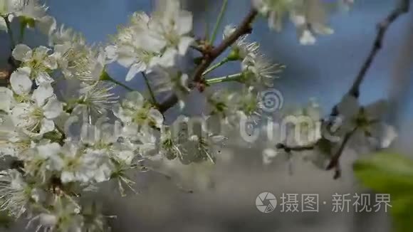 开花的梅枝随风摇摆视频