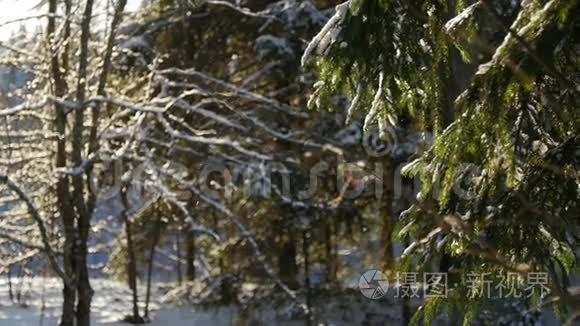 在朝阳下覆盖着雪的松树