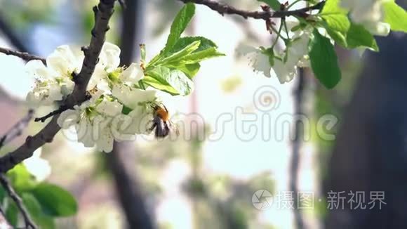 大黄蜂污染苹果花视频