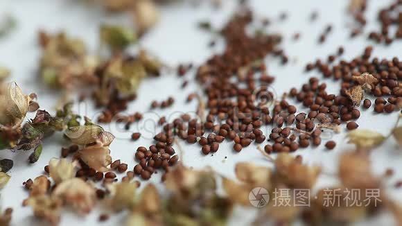 土拉西罗巴氏种子,芳香圣植草本植物短视频