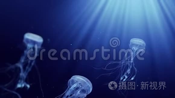 水母在深海中游泳视频