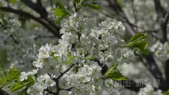 开花的梅枝随风摇摆视频