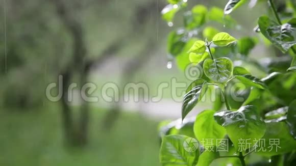 春雨下清新的绿丛