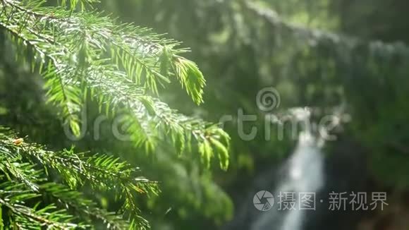 瀑布自然树枝