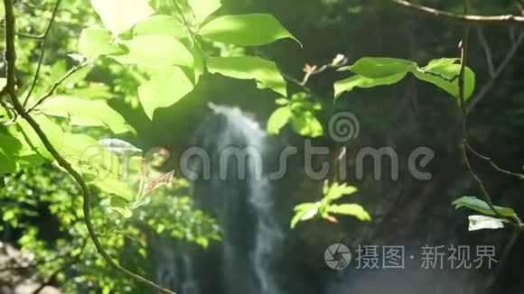 瀑布自然树枝