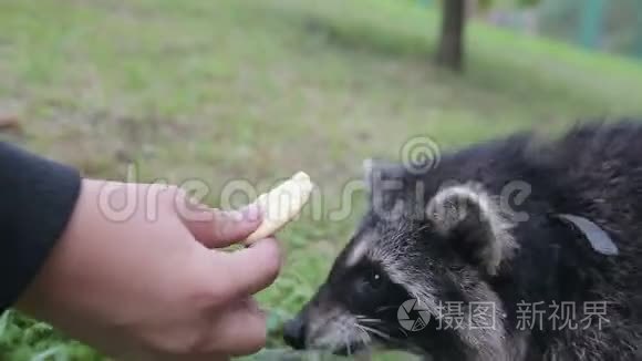 可爱的浣熊吃手里的饼干