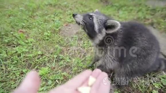 可爱的浣熊吃手里的饼干视频