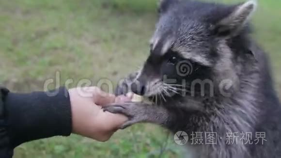 可爱的浣熊吃手里的饼干视频