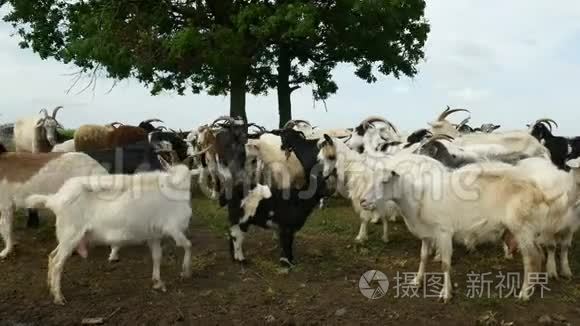 农场上的滑稽山羊。 牧场上的山羊。 野生动物和生态。