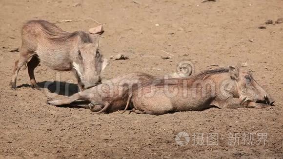 沃索格家族视频