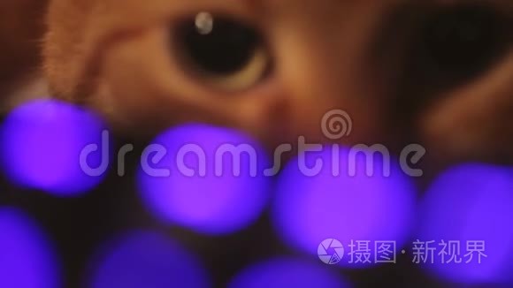 姜红猫电脑键盘特写镜头视频