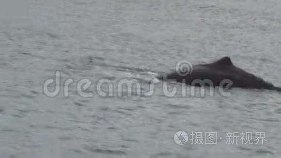 新西兰南岛基古拉的抹香鲸视频