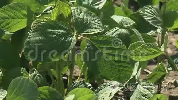 夏天的大豆随风飘动视频