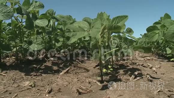 夏天的大豆随风飘动视频