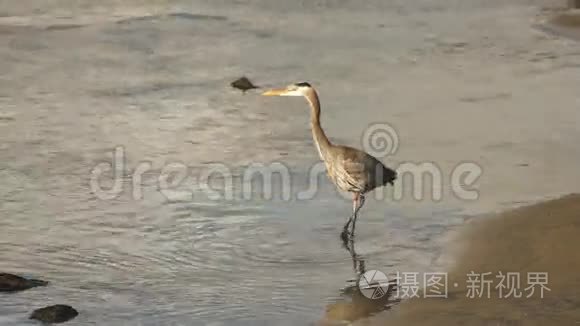 大蓝鹭野生鸟类野生动物河猎人视频