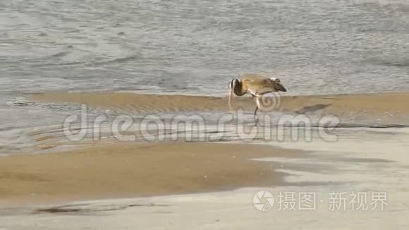 大蓝鹭野生鸟类野生动物河猎人视频