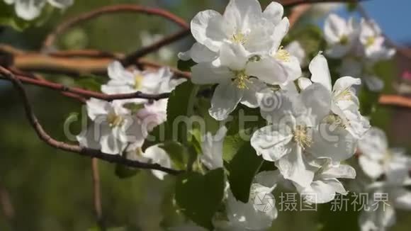 一棵开花的果树枝上的白色花朵视频