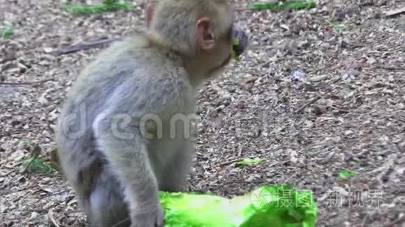 寻找营养的成年猴视频